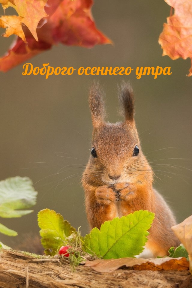 Доброго осеннего утра