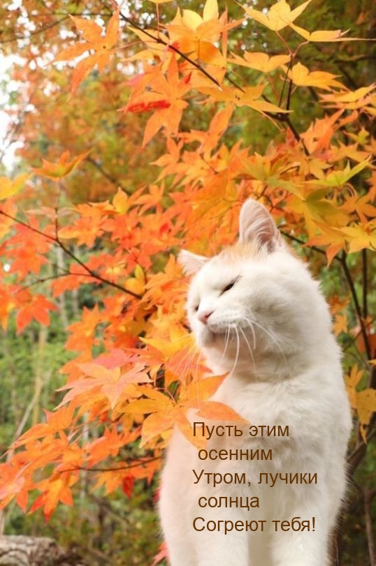 Пусть этим осенним утром, лучики солнца согреют тебя!