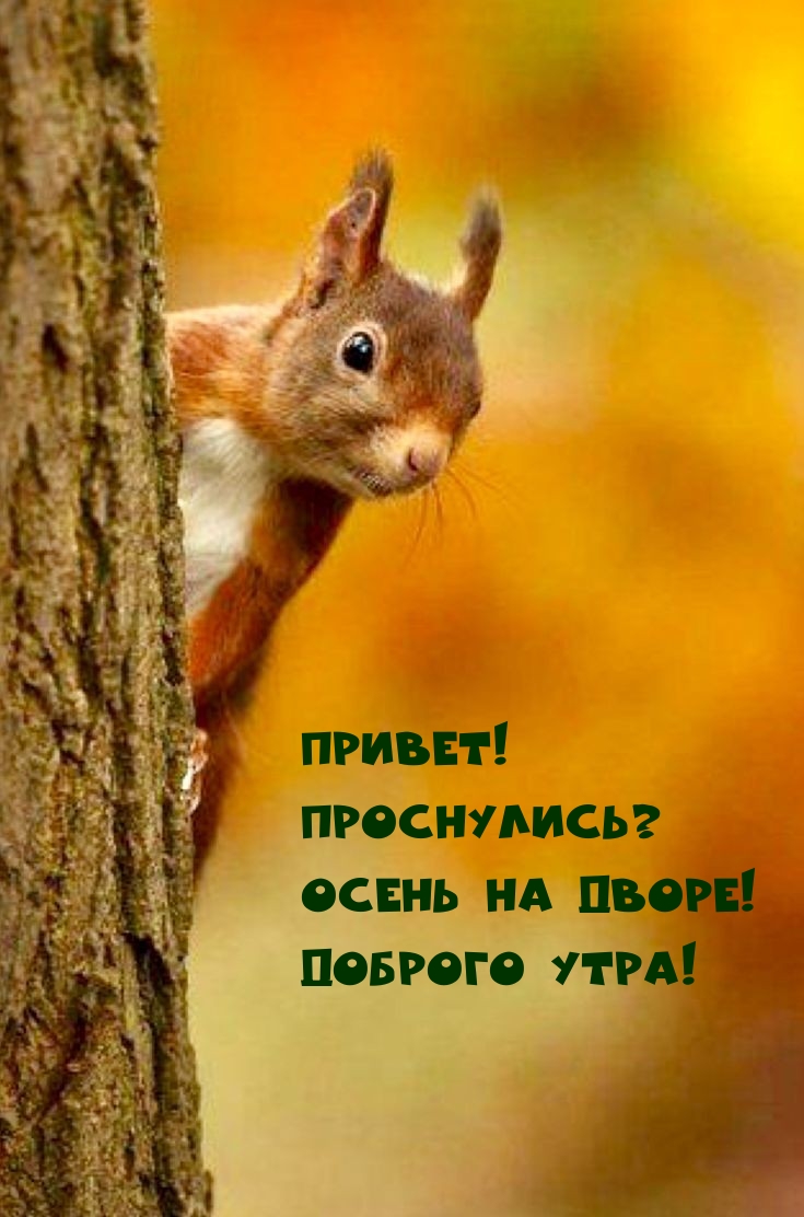 Привет! Проснулись? Осень на дворе! Доброго утра!