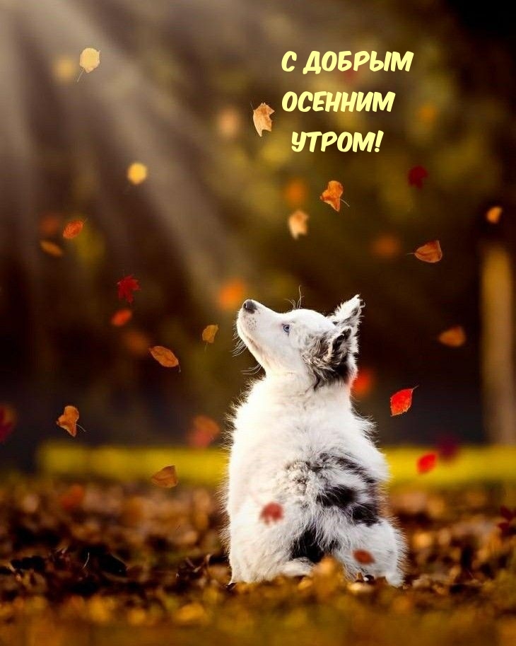 С добрым осенним утром!