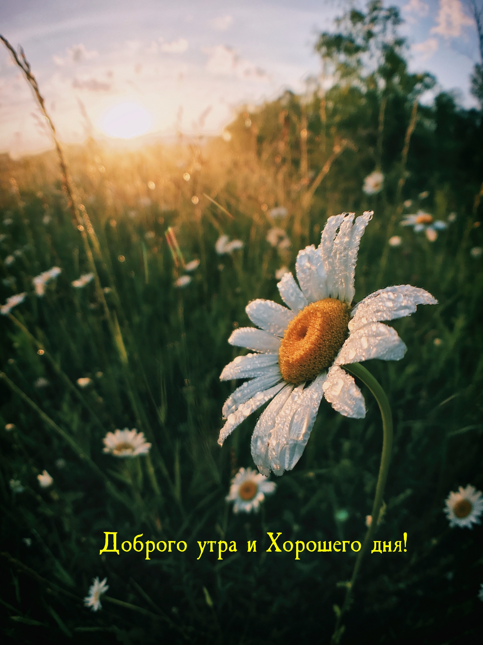 Доброго утра и Хорошего дня!