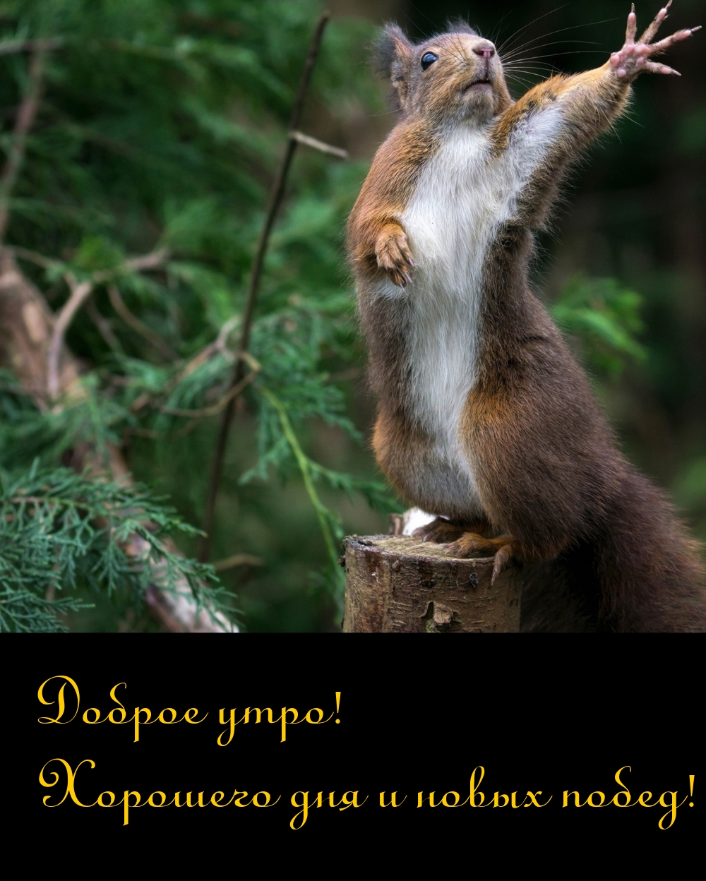 Картинка - Доброе утро! Хорошего дня и новых побед!.