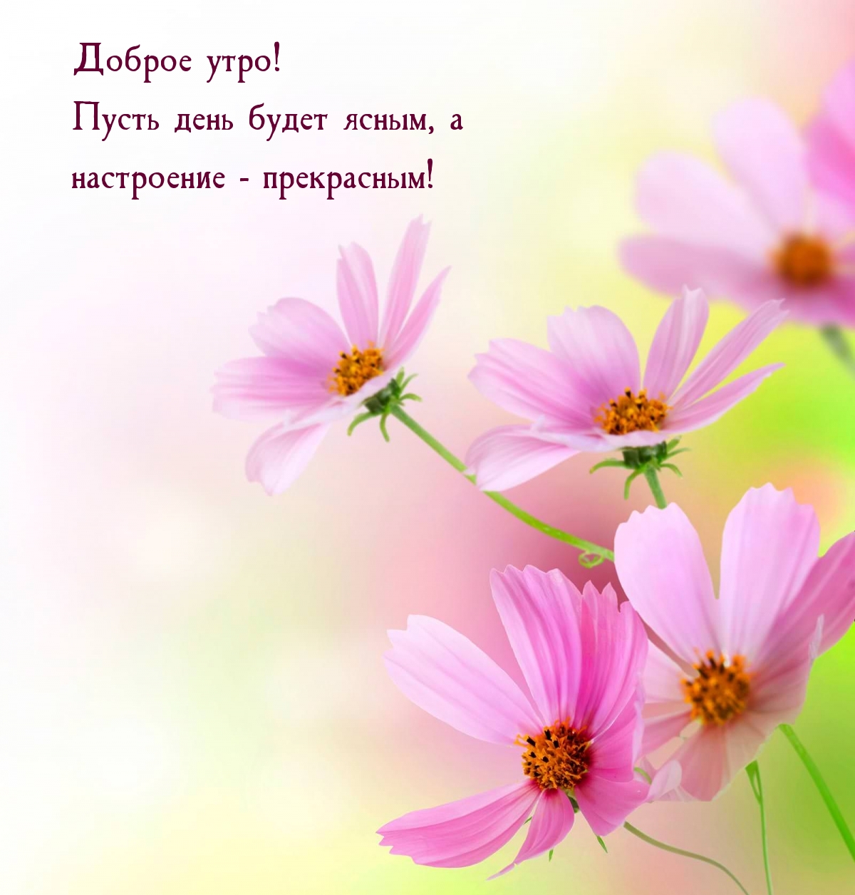 Доброе утро! Пусть день будет ясным, а настроение — прекрасным!