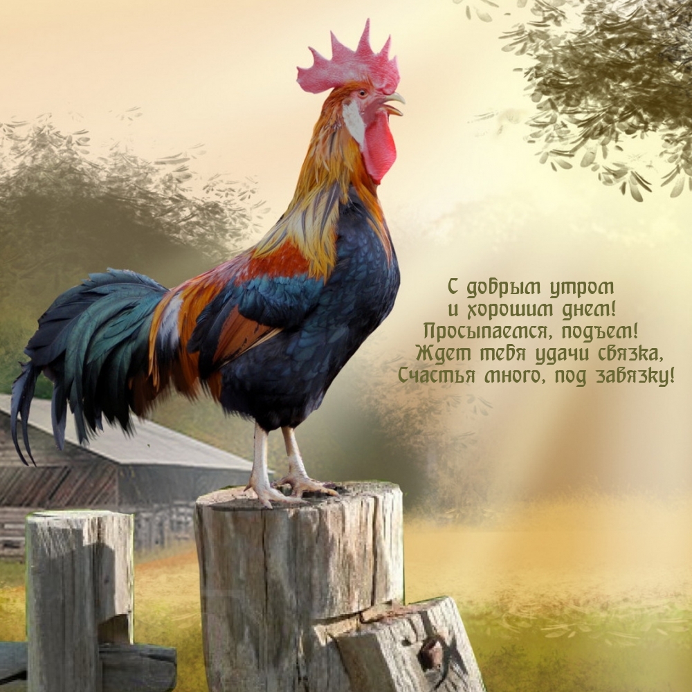 С добрым утром и хорошим днем! Просыпаемся, подъем!