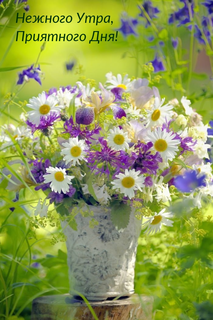 Нежного Утра, Приятного Дня!