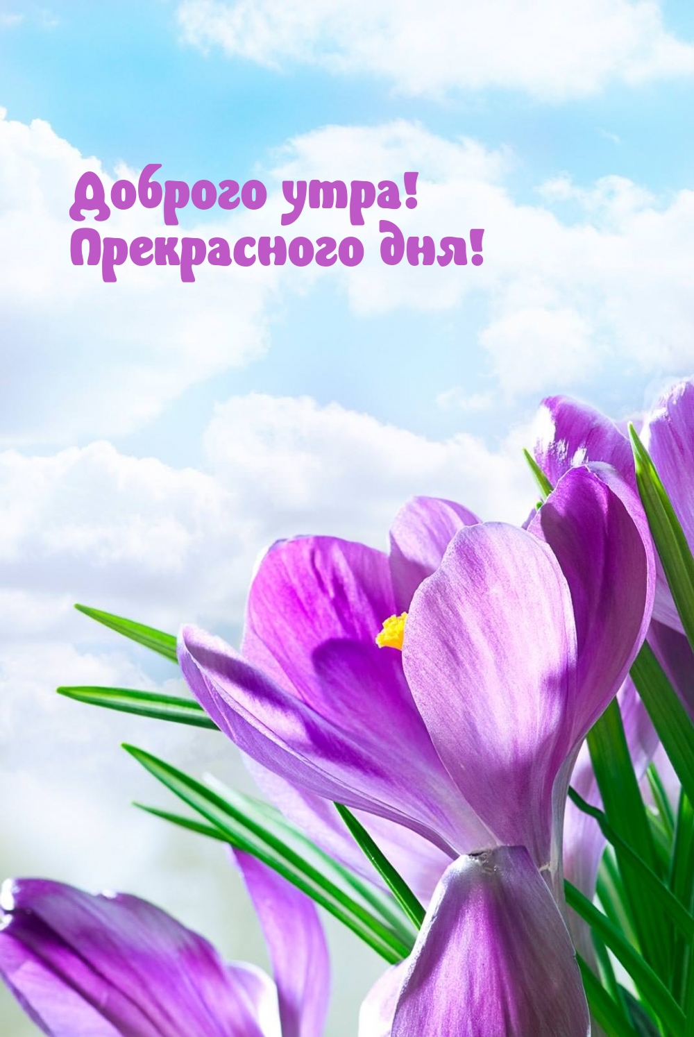 Доброго утра! Прекрасного дня!