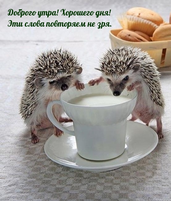 Доброго утра! Хорошего дня! Эти слова повторяем не зря.