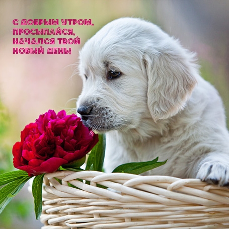 С добрым утром, просыпайся, Начался твой новый день!