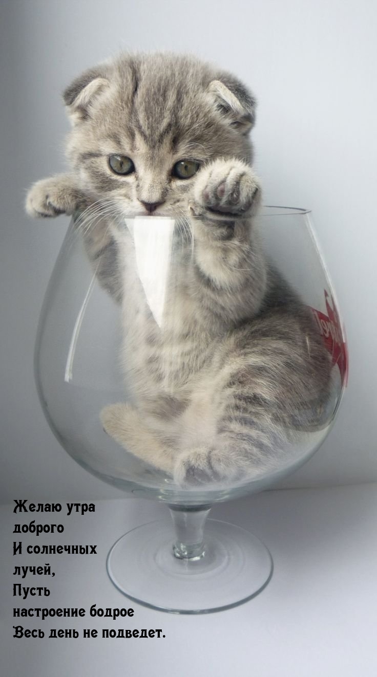 Желаю утра доброго и солнечных лучей