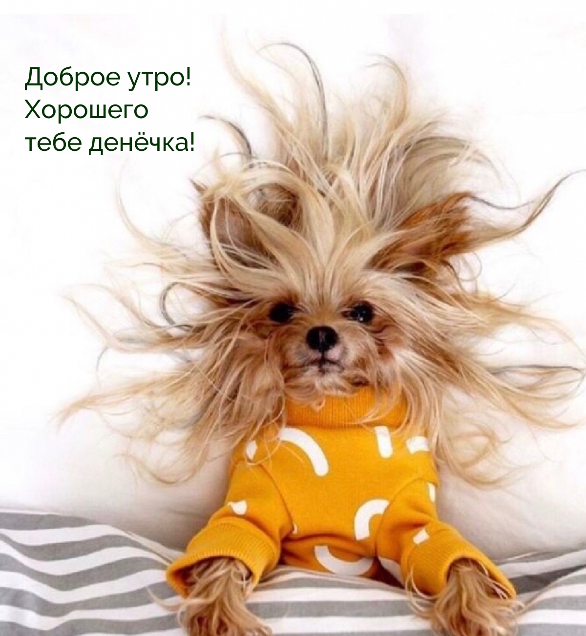 Доброе утро! Хорошего тебе денёчка!