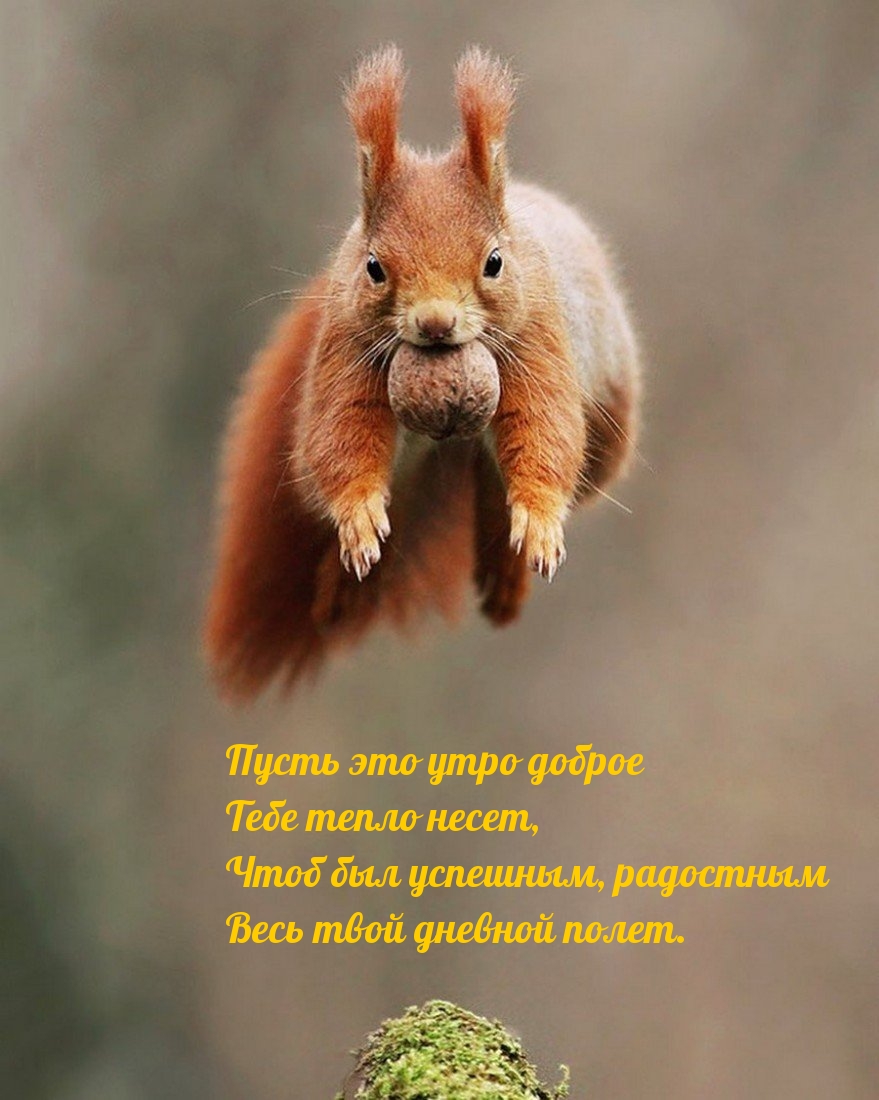 Пусть это утро доброе тебе тепло несет