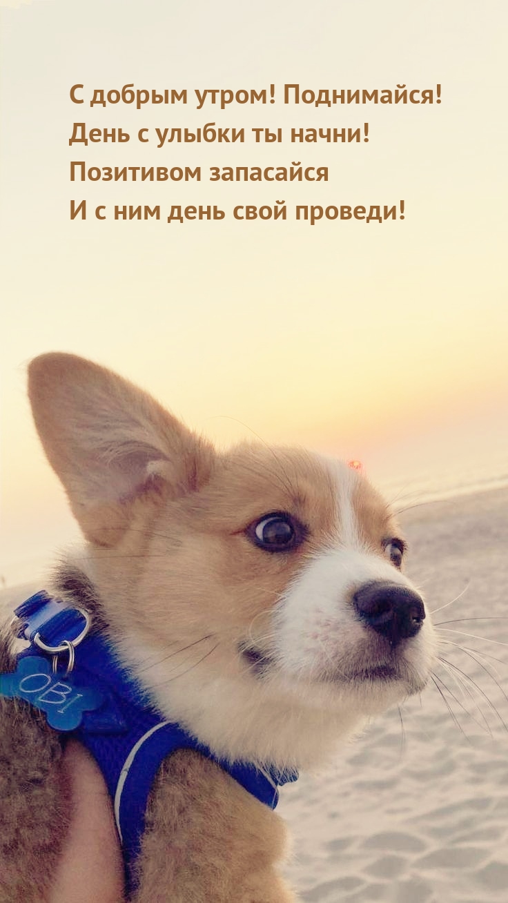 С добрым утром! Поднимайся! День с улыбки ты начни!