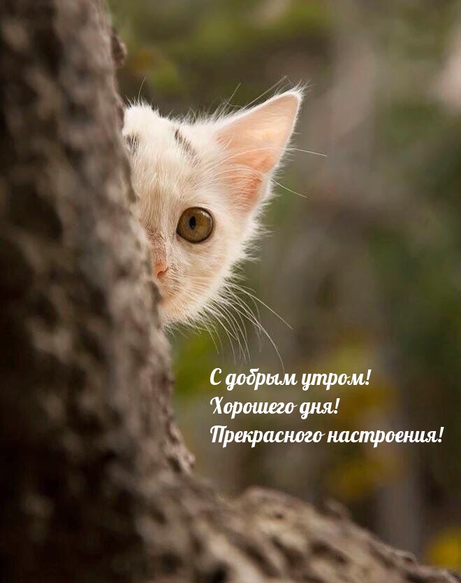 С добрым утром! Хорошего дня! Прекрасного настроения!