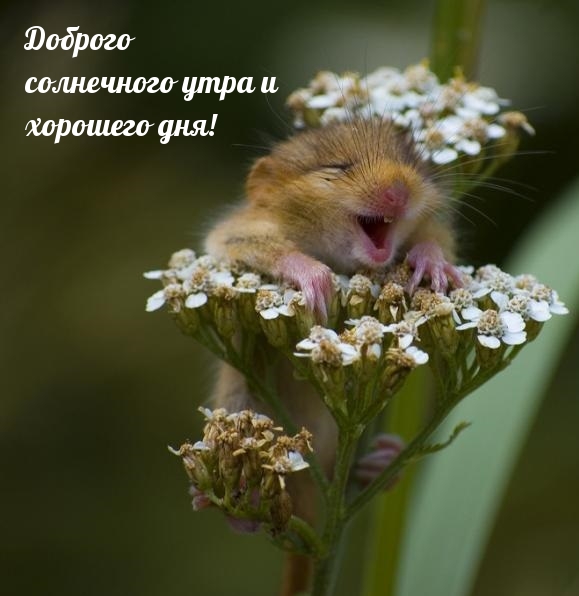 Доброго солнечного утра и хорошего дня!