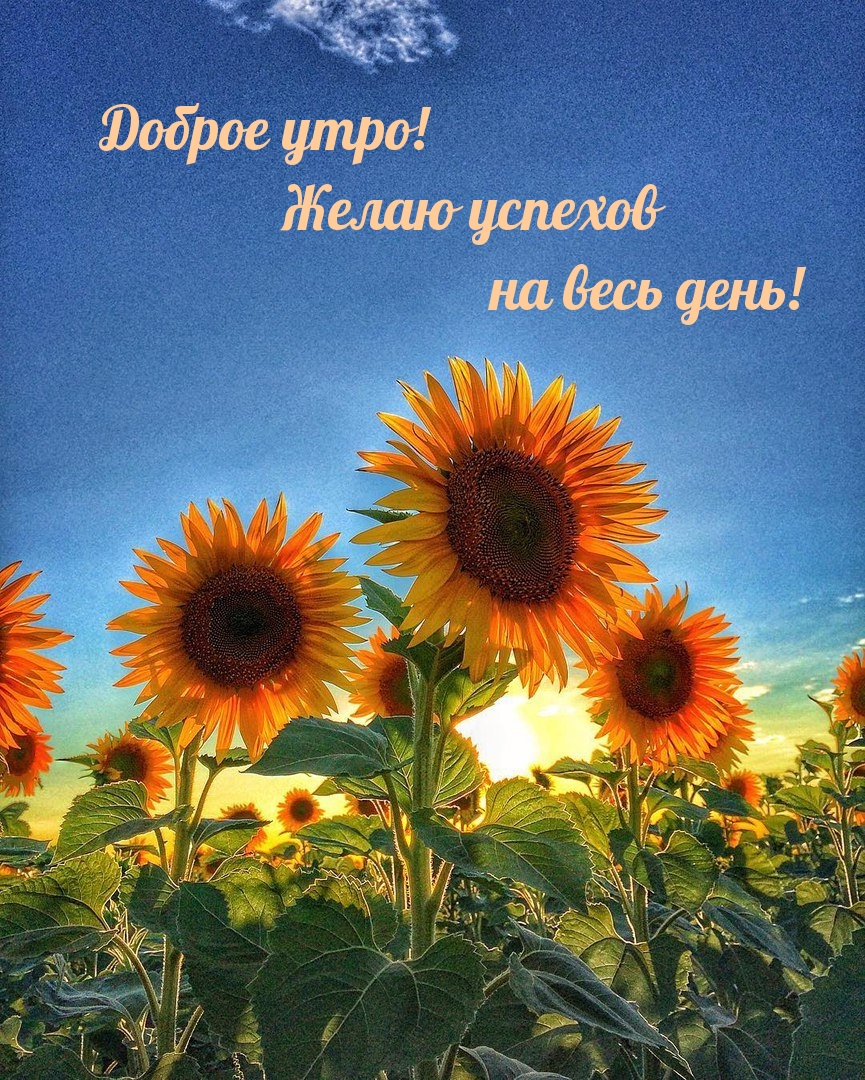 Доброе утро! Желаю успехов на весь день!