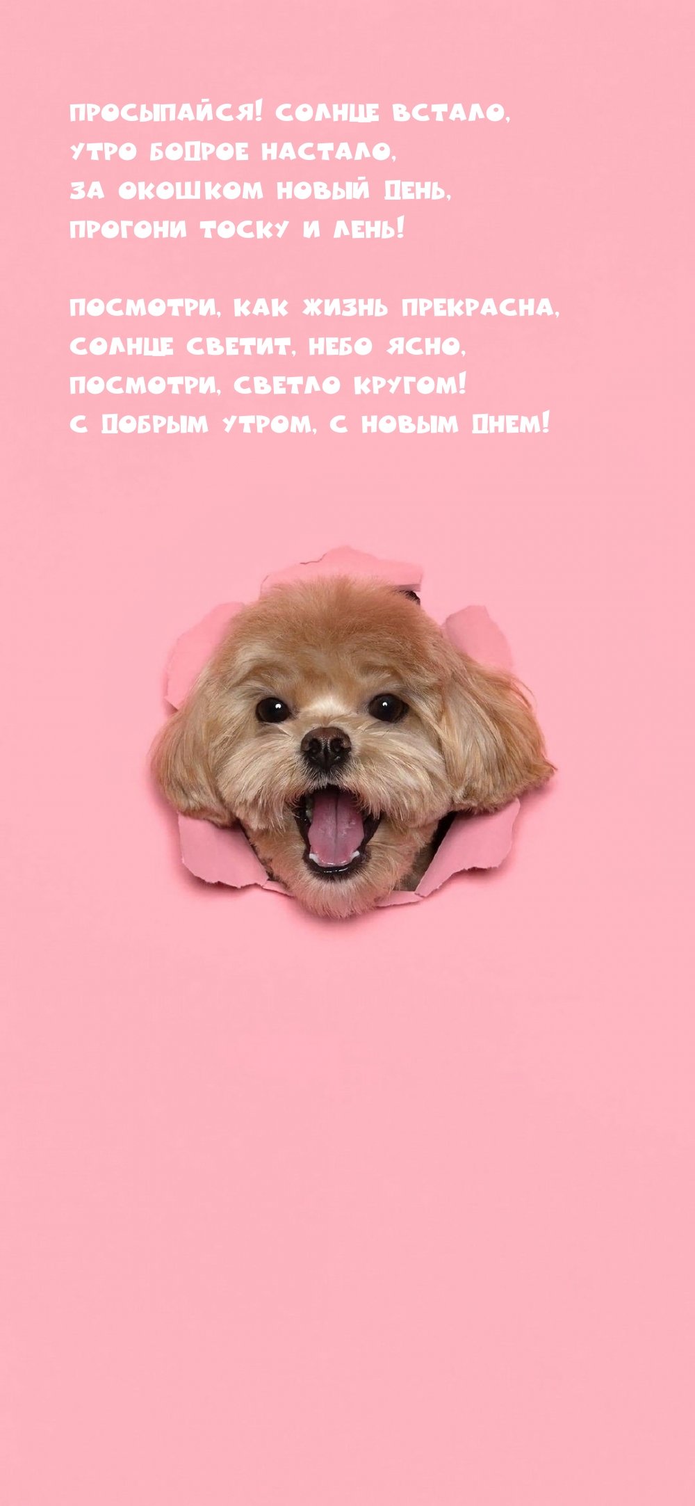 Просыпайся! Солнце встало, утро бодрое настало