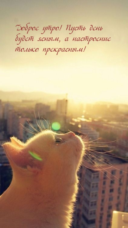 Доброе утро! Пусть день будет ясным