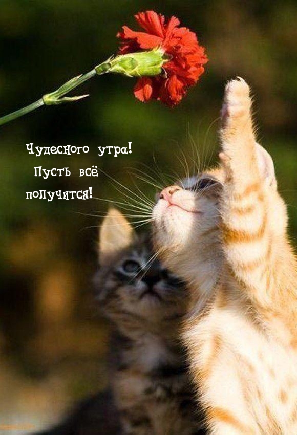 Чудесного утра! Пусть всё получится!