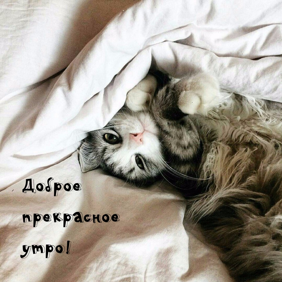 Доброе прекрасное утро!