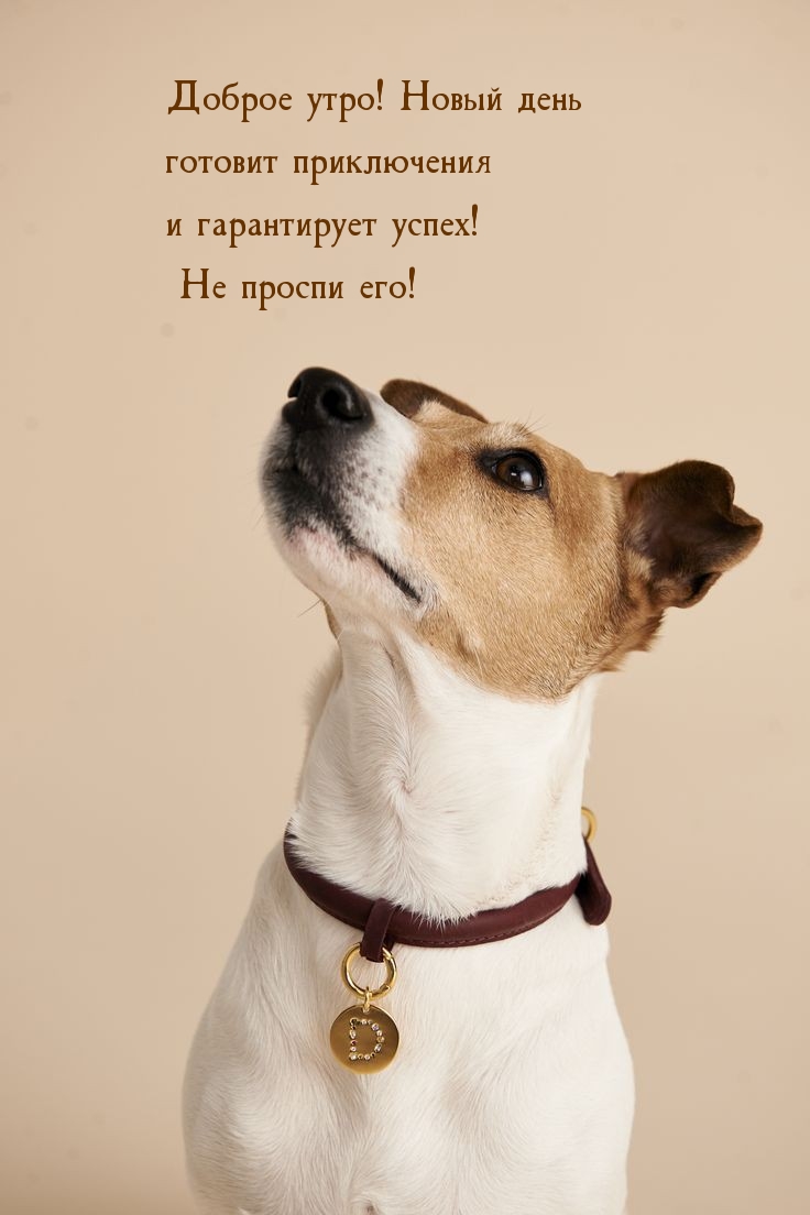 Доброе утро! Новый день готовит приключения и гарантирует успех!