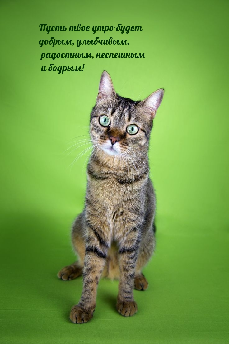 Пусть твое утро будет добрым, улыбчивым