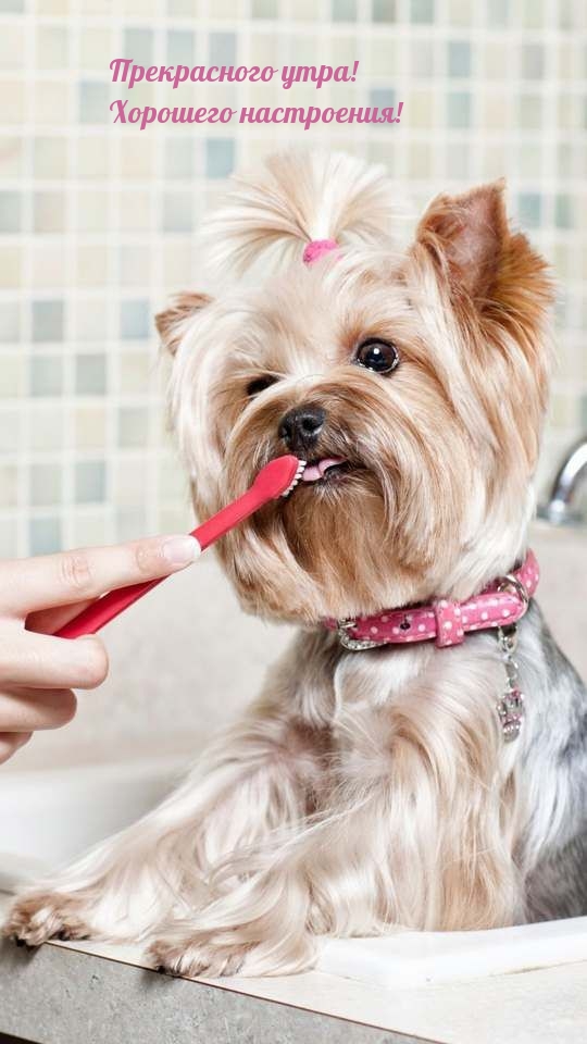 Прекрасного утра! Хорошего настроения!