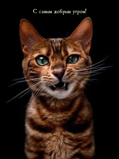 С самым добрым утром!