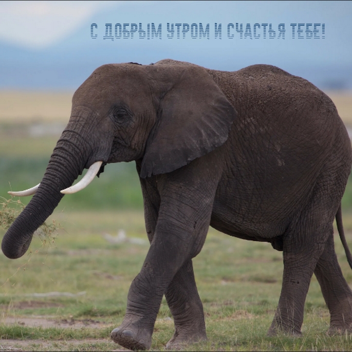 С добрым утром и счастья тебе!