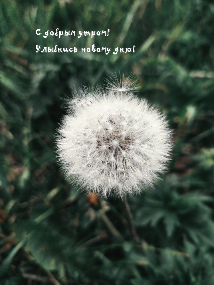 С добрым утром! Улыбнись новому дню!