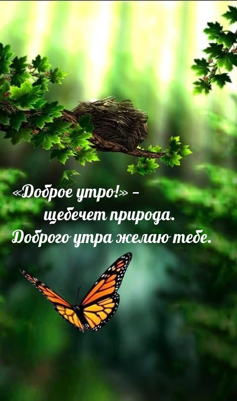 «Доброе утро!» — щебечет природа. Доброго утра желаю тебе.