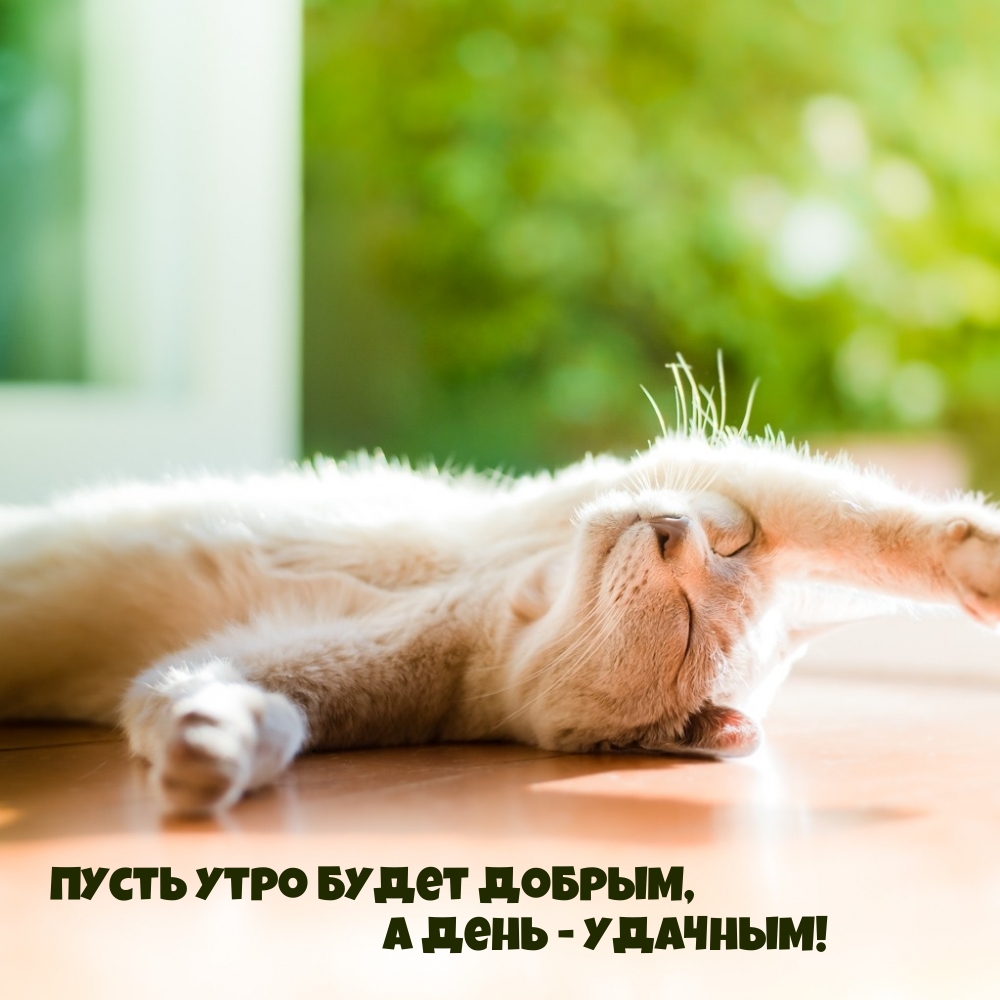 Пусть утро будет добрым, А день — удачным!