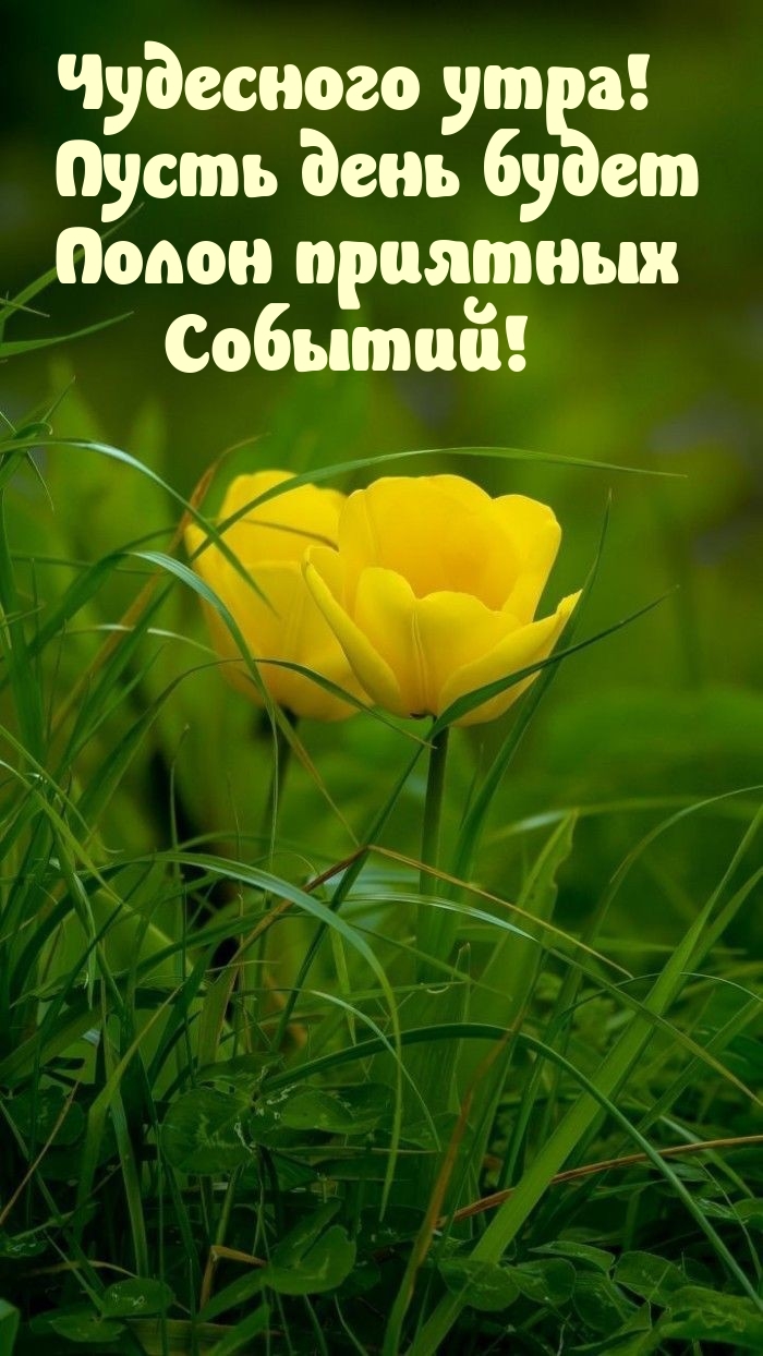 Чудесного утра! Пусть день будет полон приятных событий!