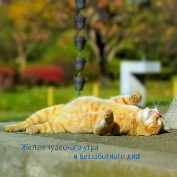 Желаю чудесного утра и беззаботного дня!