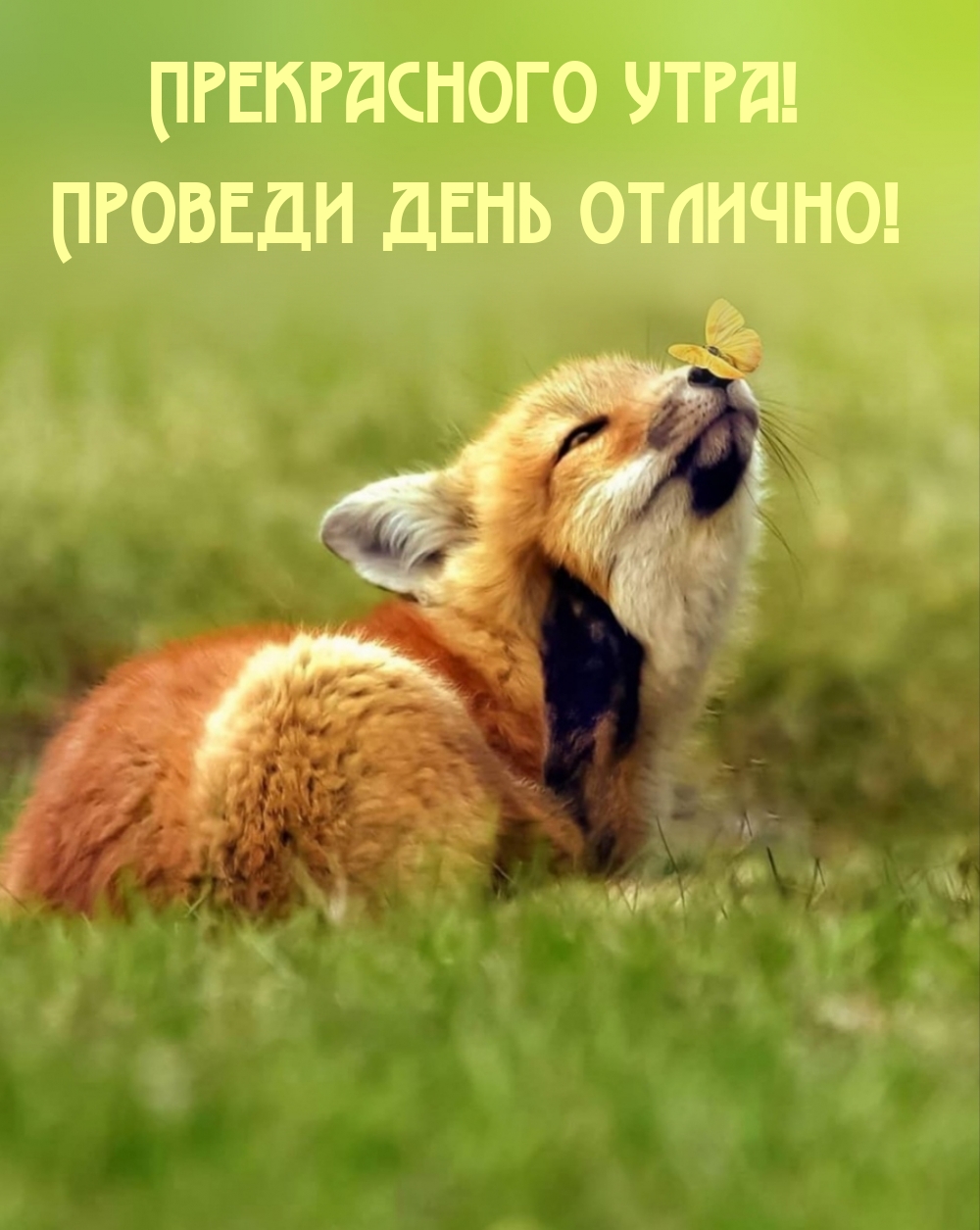 Прекрасного утра! Проведи день отлично!