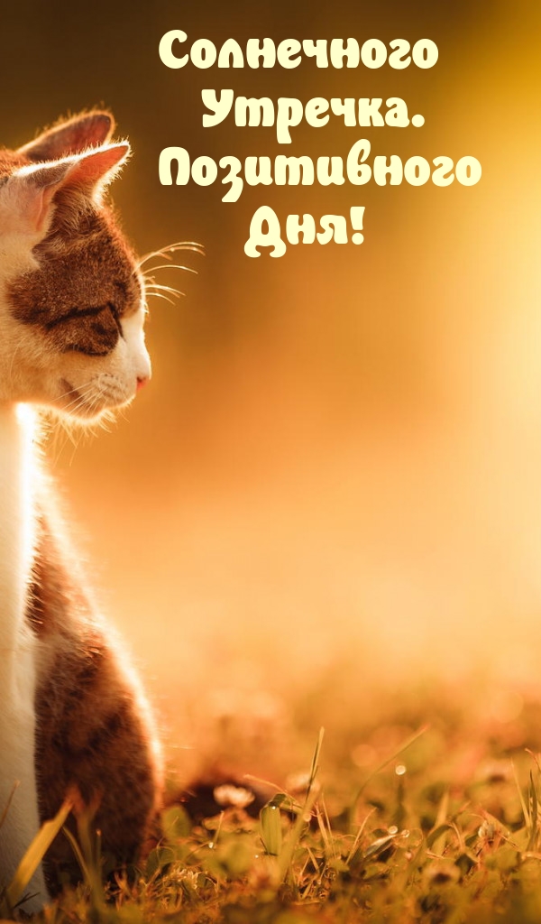 Солнечного Утречка. Позитивного Дня!