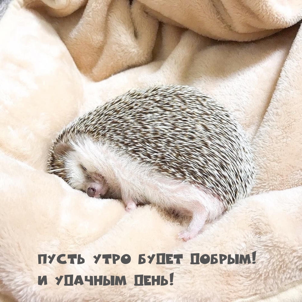 Пусть утро будет добрым! И удачным день!