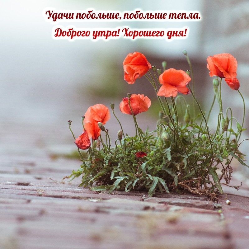 Удачи побольше, побольше тепла. Доброго утра!