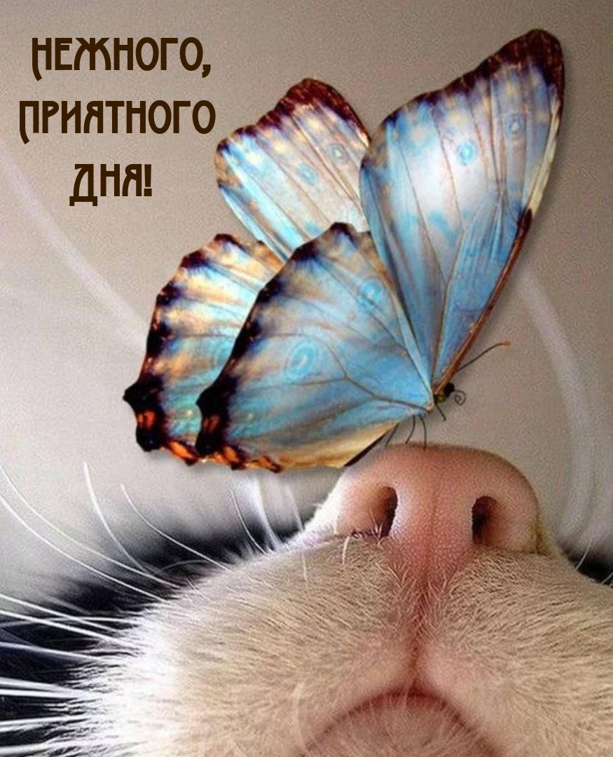 Нежного, Приятного Дня!