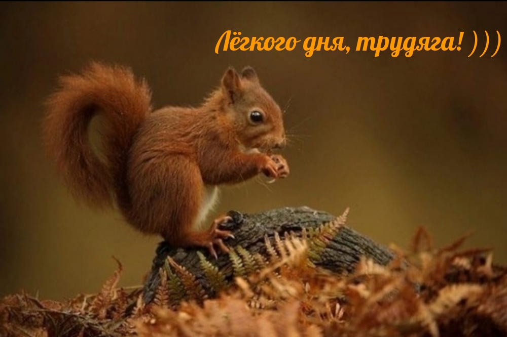 Лёгкого дня, трудяга! )))