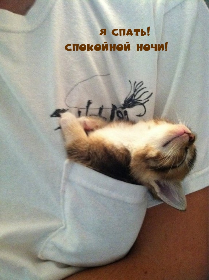 Я спать! Спокойной ночи!