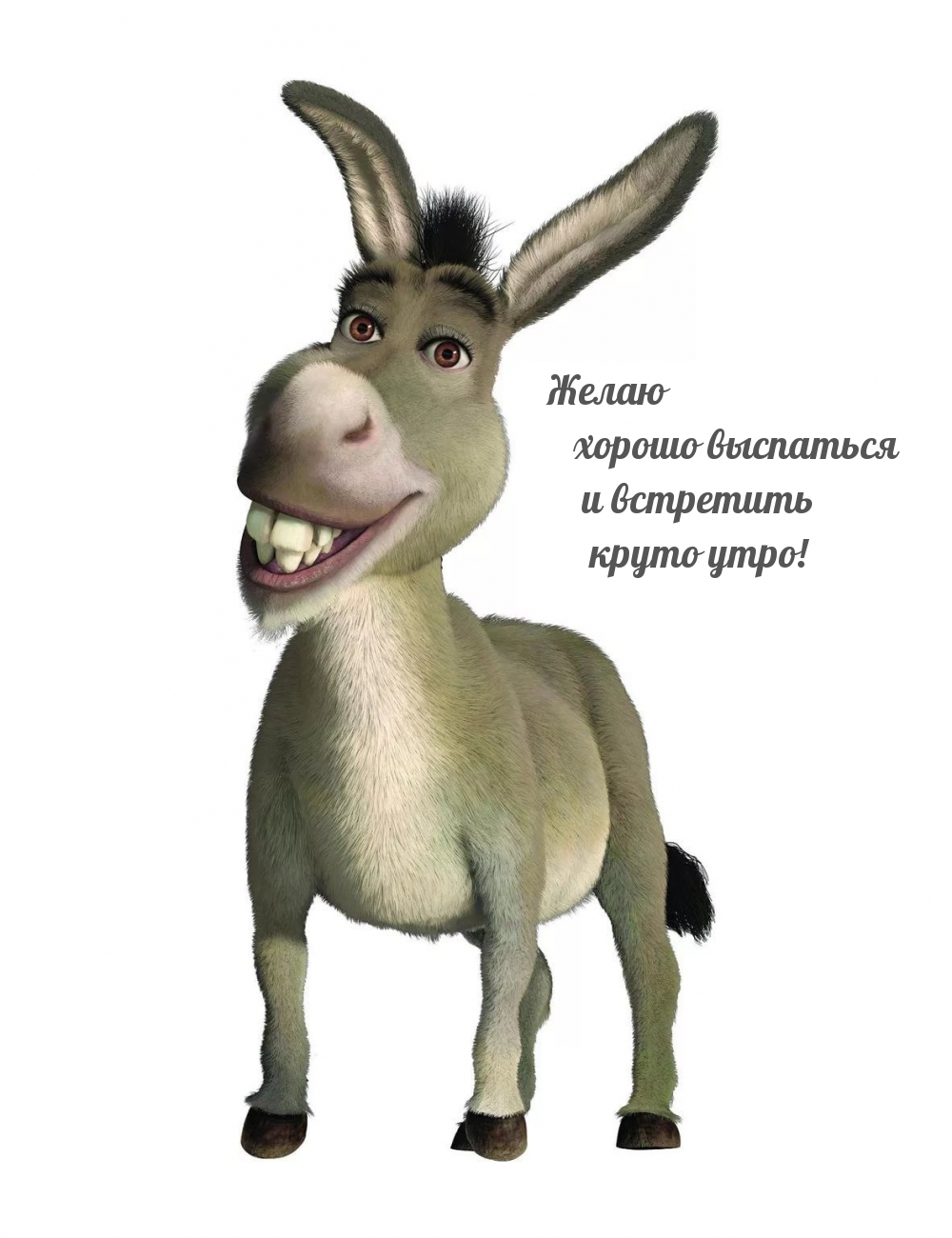 Желаю хорошо выспаться и встретить круто утро!