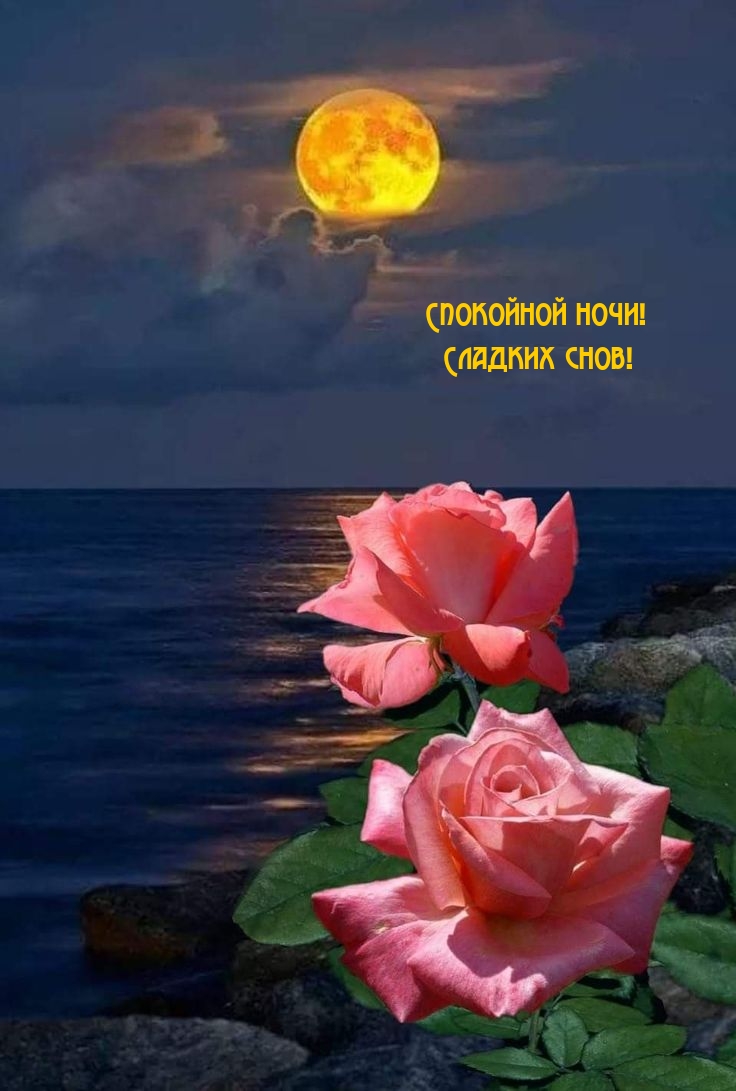 Спокойной ночи! Сладких снов!