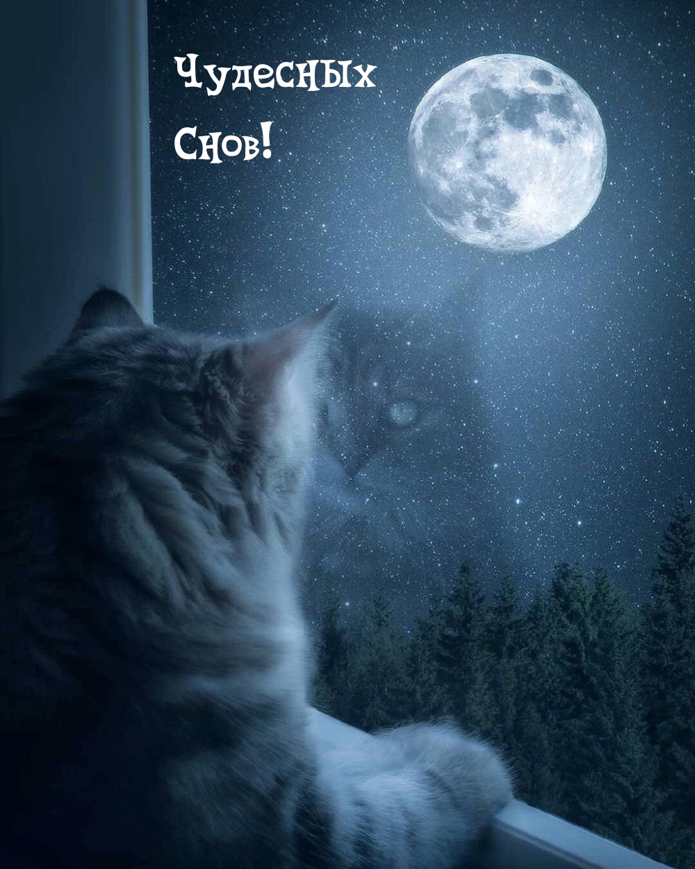 Чудесных Снов!