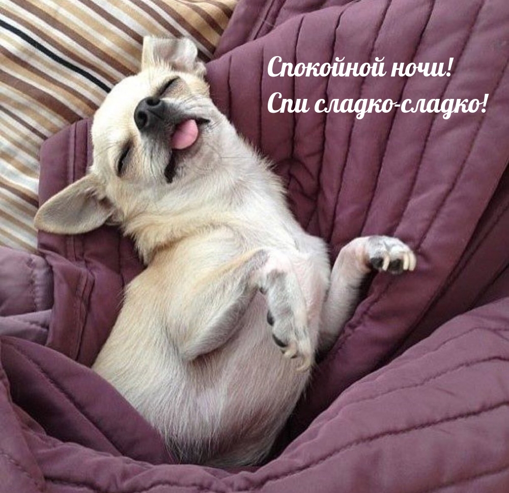 Спокойной ночи! Спи сладко-сладко!