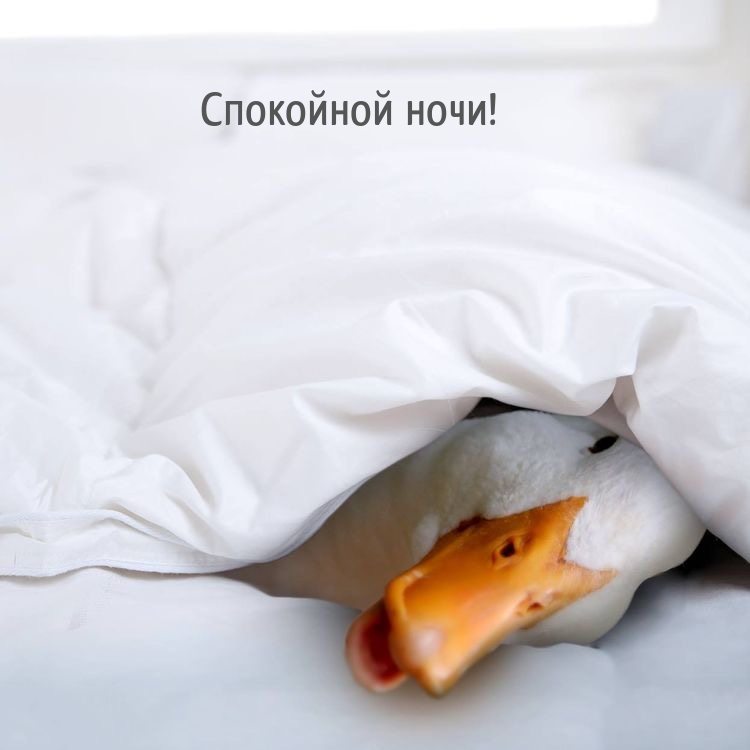 Спокойной ночи!