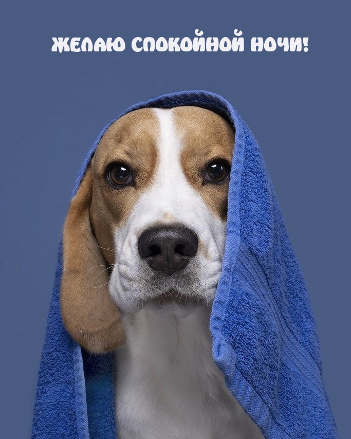Желаю спокойной ночи!