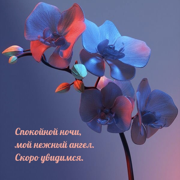 Спокойной ночи, мой нежный ангел. Скоро увидимся.