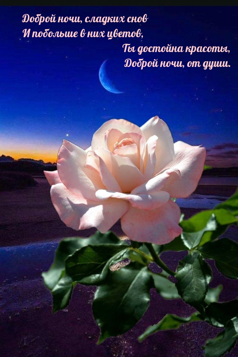 Доброй ночи, сладких снов и побольше в них цветов.