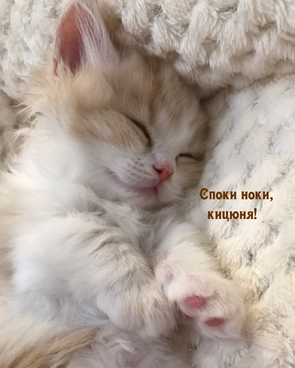 Споки ноки, кицюня!