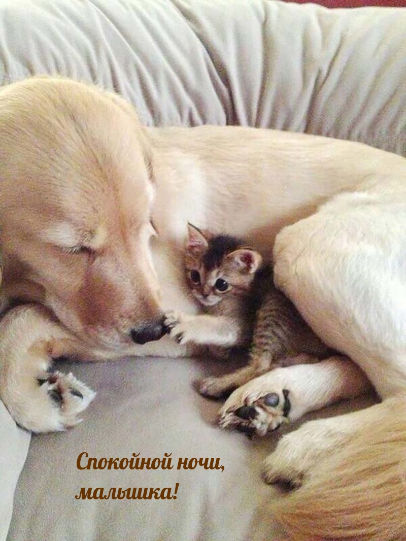 Спокойной ночи, малышка!